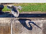 Heron Taking Flight_15191